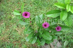 Argyreia cuneata
